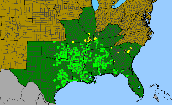 The range of Trepocarpus aethusae